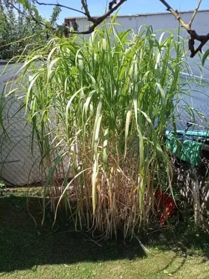 Ozdobnice velká "MISCANTHUS FLORIDULUS"
