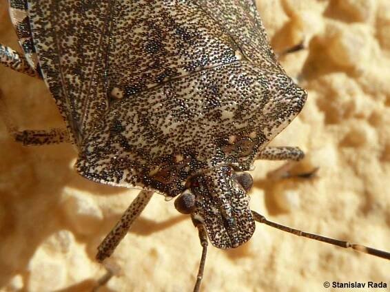 Halyomorpha halys - kněžice mramorovaná | Pentatomidae - kněžicovití | Natura Bohemica
