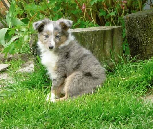 Sheltie s PP (štěňata na prodej) — Dogva.com