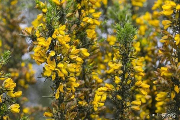 Hlodáš evropský (Ulex europaeus)