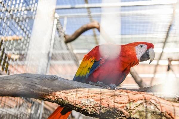 Unikátní papouščí zoo na Vyškovsku otevřela brány: Po zimě přibyla čerstvá mláďata