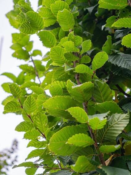 Carpinus betulus 'Lucas' | habr obecný 'Lucas' - Van den Berk školky