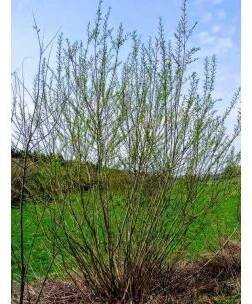 Vrba košíkářská (Salix viminalis)