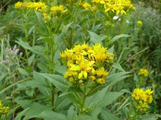 Starček německý (Senecio germanicus)
