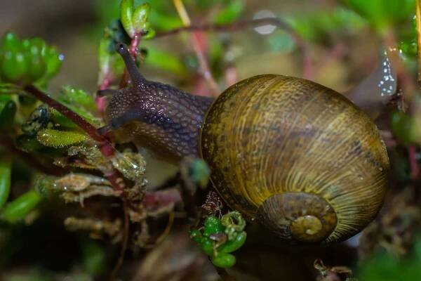 šnek, bezobratlých, gastropod, slimák, zahrada, jídlo, příroda, shell