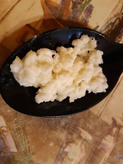 Tibetská houba a kombucha,kefirova zrna - Havlíčkův Brod