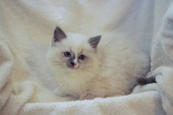 Photo Gallery - Redi Freddie's Ragdolls - Registered Ragdoll Kittens