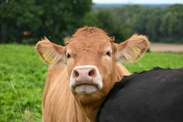Základová fotografie na téma americká farma, bos taurus, býk, chov dobytka, chov hospodářských zvířat, chov zvířat, číselný