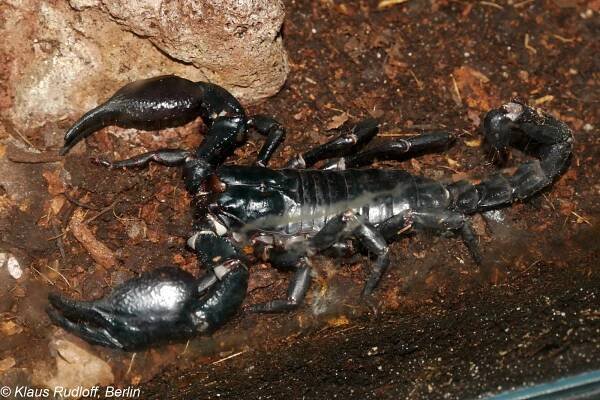 Obrázek - Sahyadrimetrus scaber (veleštír drsný) | BioLib.cz