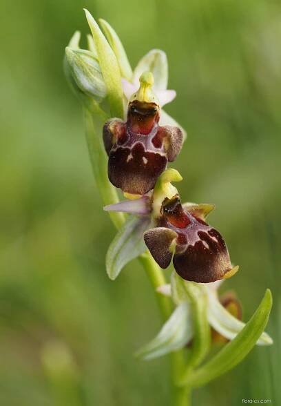 Tořič čmelákovitý Holubyho (Ophrys holoserica subsp holubyana)