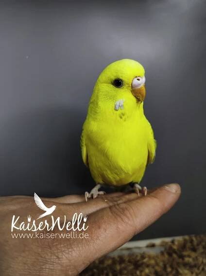 Lemon Sweet - reserviert - Kaiserwelli Vogelzucht Sabrina Kaiser