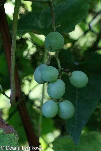 Vitis labrusca – réva americká, réva liščí