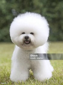 Portrét čistokrevného psa Bichona Frisého na zeleném pozadí - Bez autorských poplatků Bišonek Stock fotka