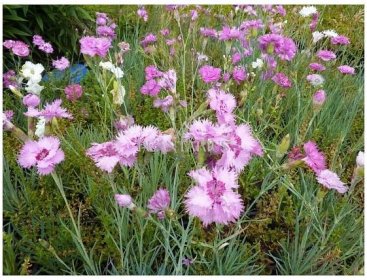 Hvozdík péřitý 'Fruhlingswonne' / Dianthus plumarius 'Fruhlingswonne'