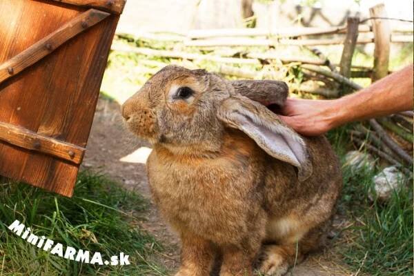 Maxikrálici | FarmaPARK.sk