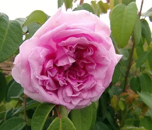 Růže Enfant de France (Rosa)