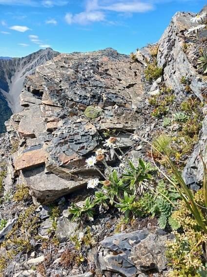 Avalanche Peak summer trip – Hiking Is Good