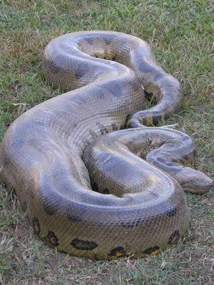 Anaconda Snake