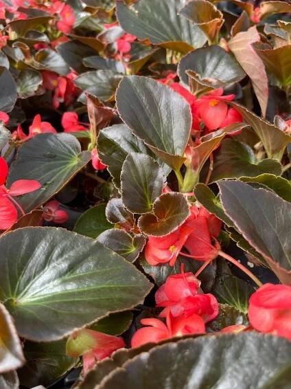 Gallery 1 — Rolling Ridge Nursery - Info