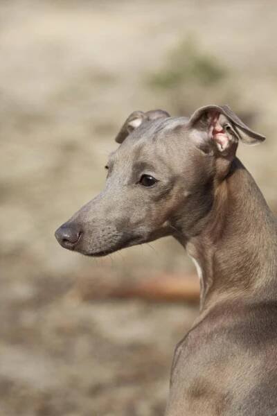 Italian greyhound kennel Flora Style | Fabio Valentina Premium