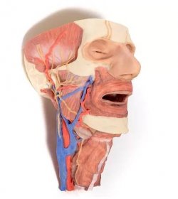 Hlava a viscerální prostor krku - 3D anatomický model vnitřní struktury hlavy a krku