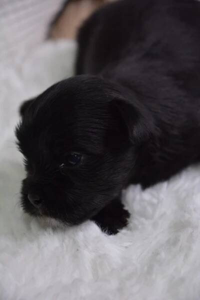 Eliot -Male Morkie 53