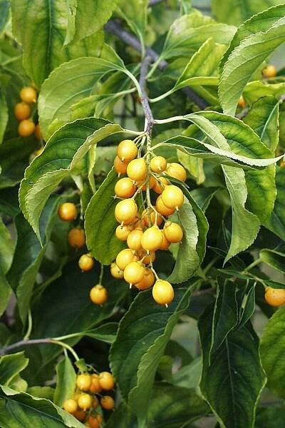 A close up vertical image of the berries of an American bittersweet (Celastrus scandens) vine growing in the garden.