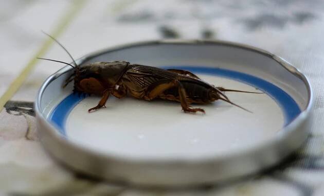 Krtonožka umí zničit celou úrodu. Zjistěte, jak se jí zbavit