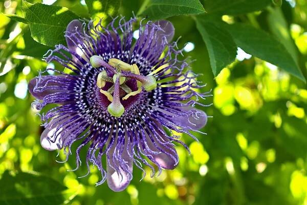 Passiflora incarnata - free.jpg