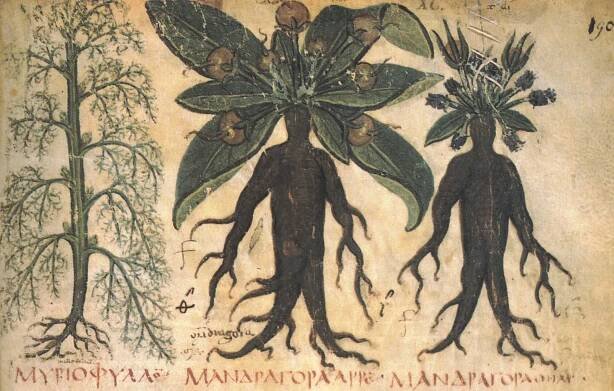 Magická mandragora: Uctívali ji po celém světě