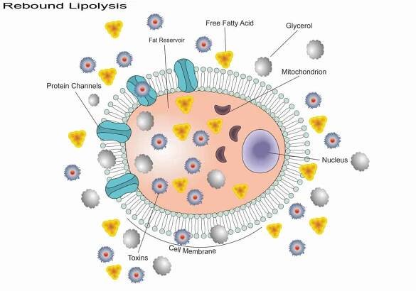 liberation of toxins illustration