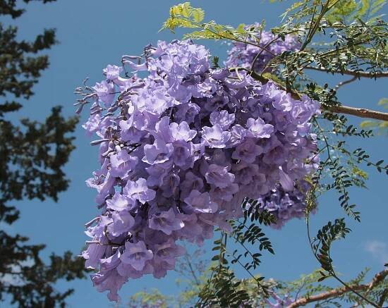 Soubor:Jacaranda mimosifolia 5334.jpg – Wikipedie