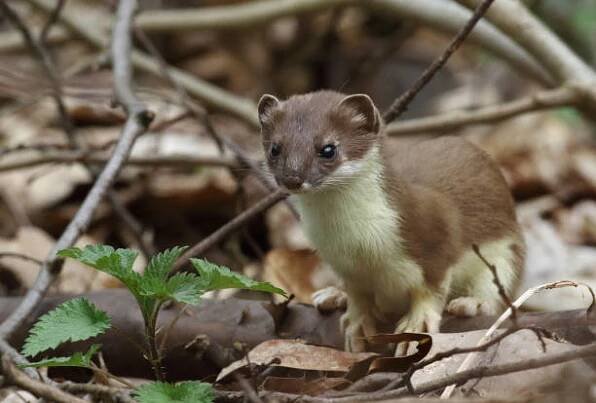 stoat (mustela erminea), krátkosrstá myčka stojící v podrostu - lasička - stock snímky, obrázky a fotky