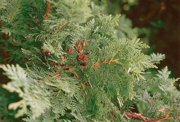 Thuja occidentalis - Wikimedia Commons