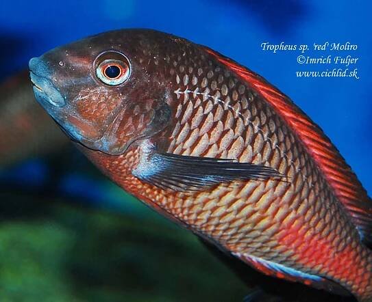 Tropheus sp. 'red' Moliro