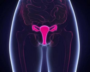 ženský reprodukční systém - pochva ženská rozmnožovací soustava - stock snímky, obrázky a fotky