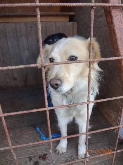Psi k adopci z útulků, azylů a neziskových organizací