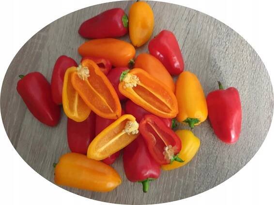 Mini Paprika sladká do květináče - PĚSTEBNÍ SADA Druh rostliny papriky