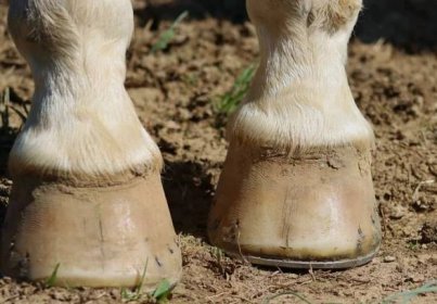 White horse hooves with shoes on soil