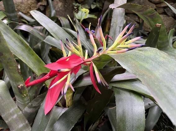 Billbergia vittata - Moje Rastliny