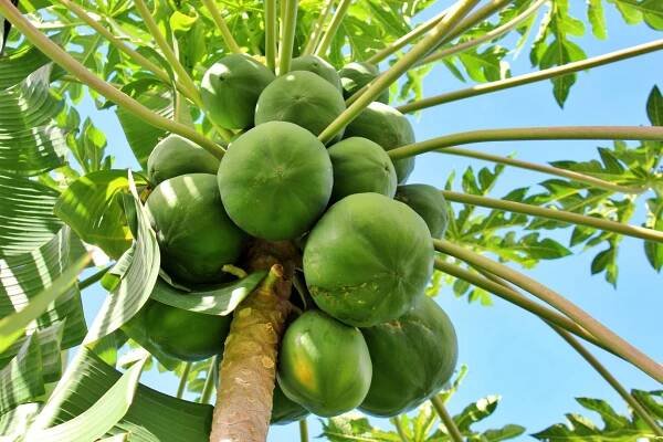 Health Benefits of Papaya Green Tea