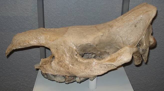 Stephanorhinus kirchbergensis
