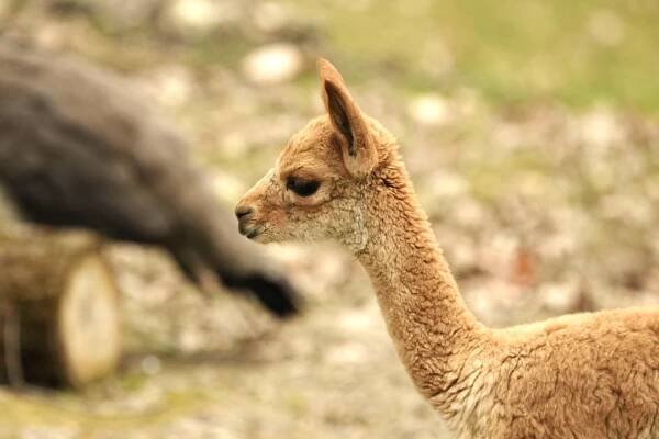 Na svět přišlo krásné dlouhonohé mládě vikuni | iportaL24.cz