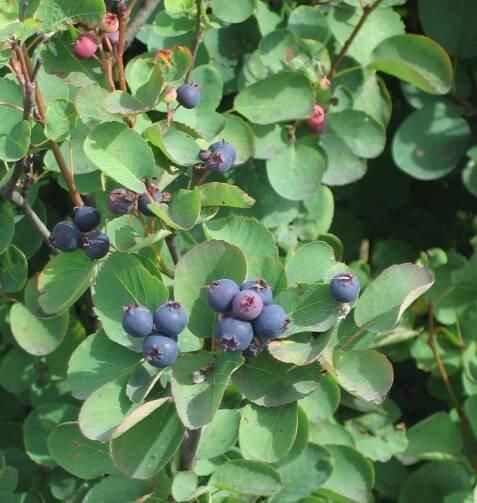 Muchovník (roubovaný) - Amelanchier lam. ´BALLERINA´(kmínek 120 cm,kont.7,5 litru)