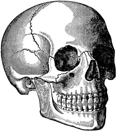 skull clip art, human head skull, vintage printable, black and white graphics, halloween clip art