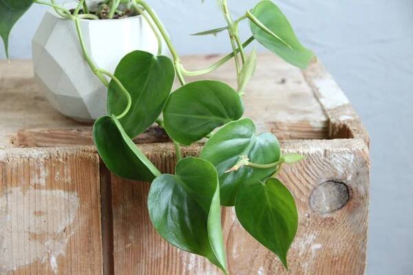 Philodendron Scandens baby
