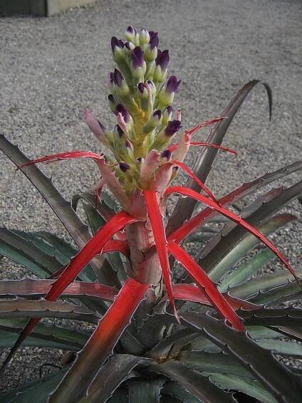 Soubor:Bromelia laciniosa (TS) 1-01086.jpg – Wikipedie