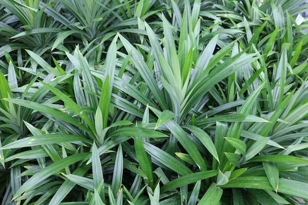 Plants At Canopy Park