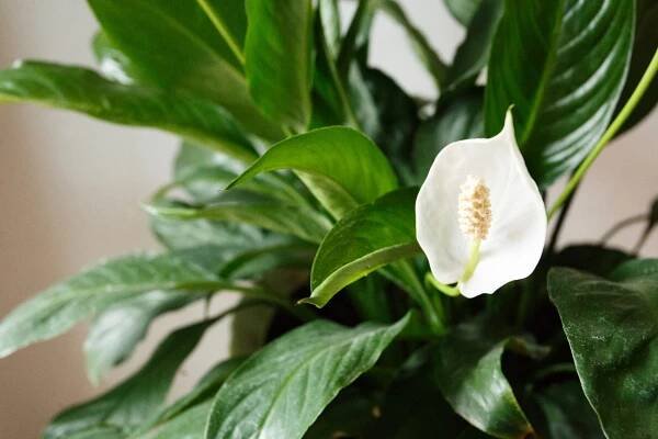 květina spathiphyllum v bílém hrnci, doma - toulcovka lilie - stock snímky, obrázky a fotky