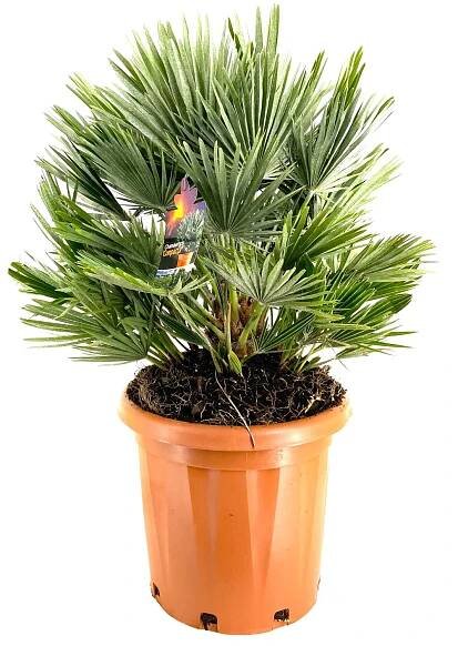 GROW by OBI Žumara nízká (Chamaerops humilis) "Compacta" výška 40-60 cm nakoupit u OBI